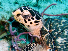 Hawksbill Sea Turtle IMG 9221